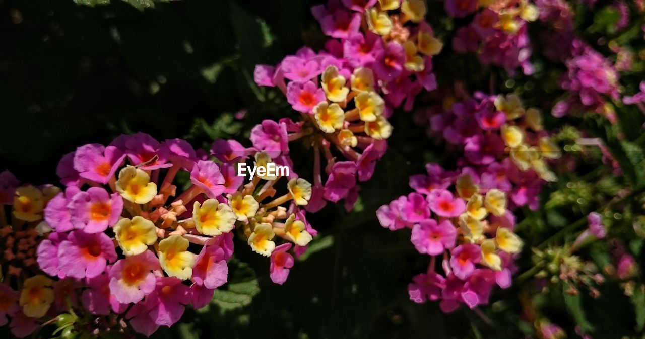 CLOSE-UP OF FRESH PINK FLOWERS BLOOMING IN GARDEN