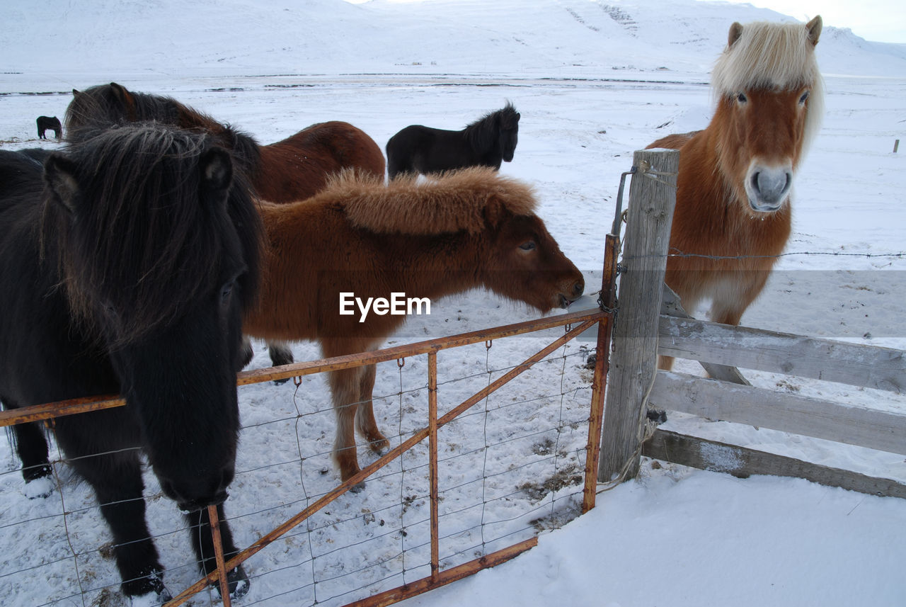 Brown horses standing in pen during winter