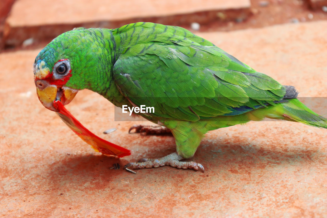 Close-up of parrot eating plastic caught at a hillstation india 