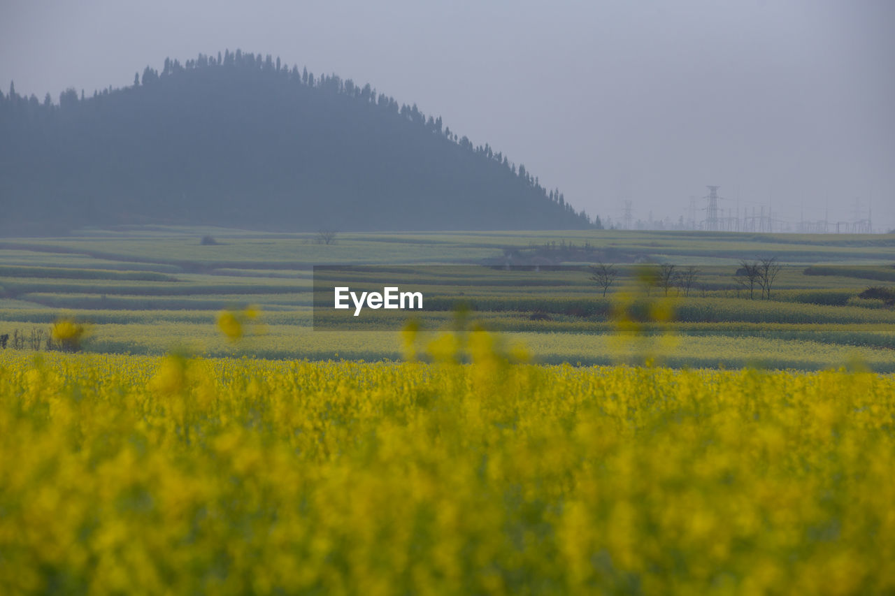 SCENIC VIEW OF RURAL LANDSCAPE