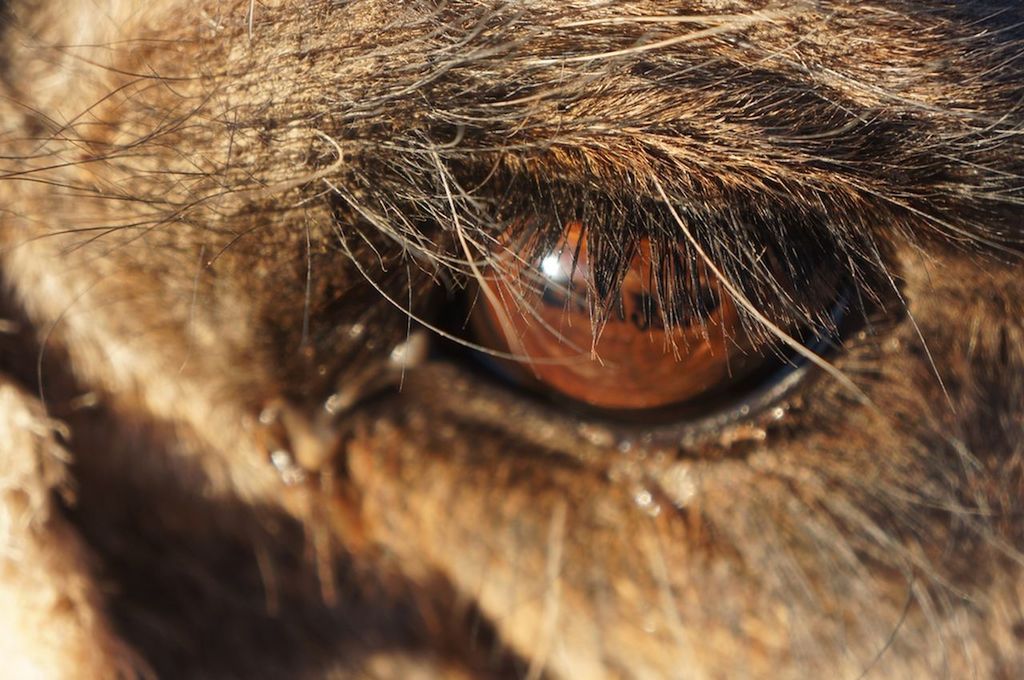 CLOSE-UP VIEW OF CAT