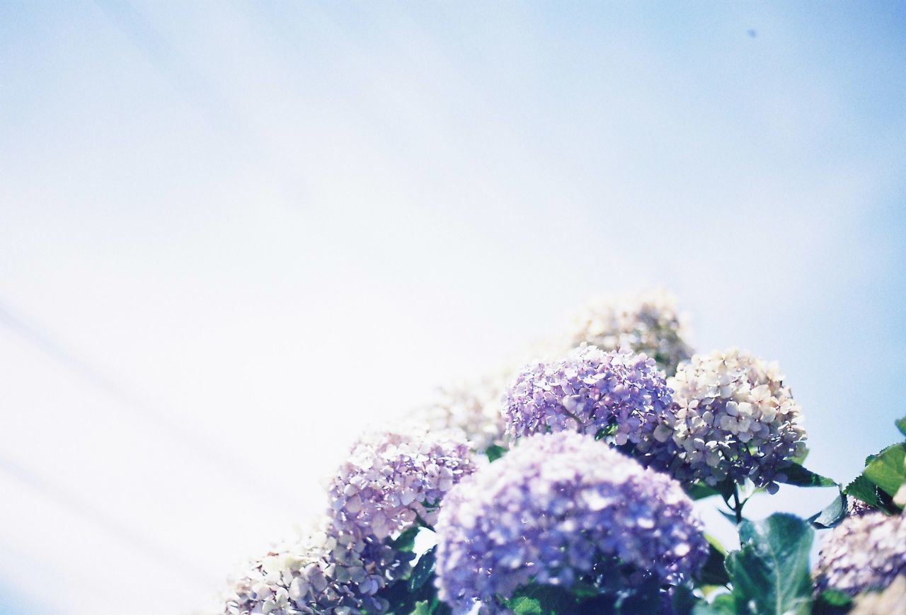 Low angle view of allium flowers against sky