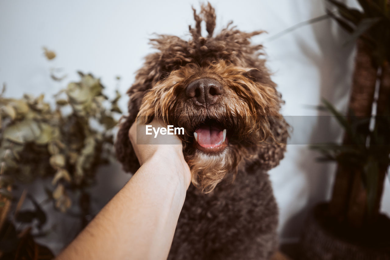 cropped hand of woman with dog