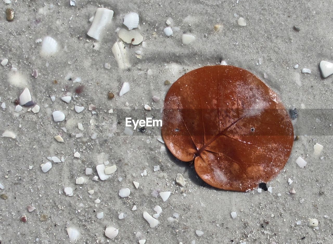 A dried leaf on a beach