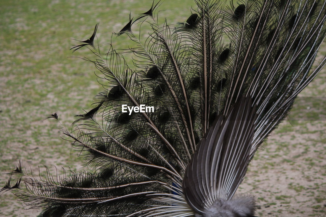 CLOSE-UP OF PEACOCK FEATHER ON BRANCH