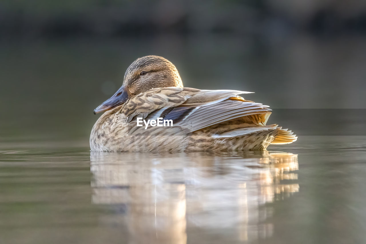 high angle view of duck swimming in lake