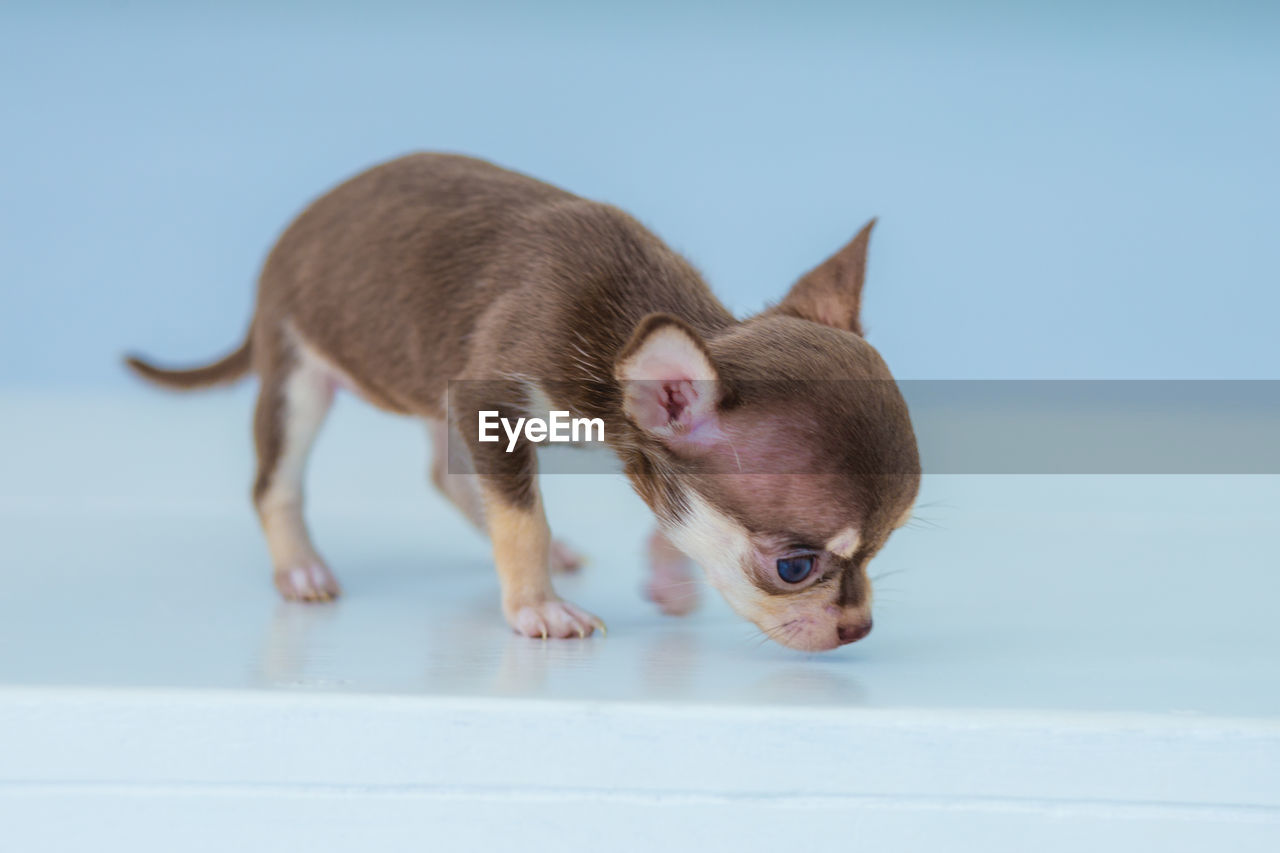 animal themes, animal, mammal, one animal, pet, domestic animals, dog, canine, carnivore, lap dog, no people, young animal, puppy, chihuahua, cute, full length, studio shot, indoors, blue, nature