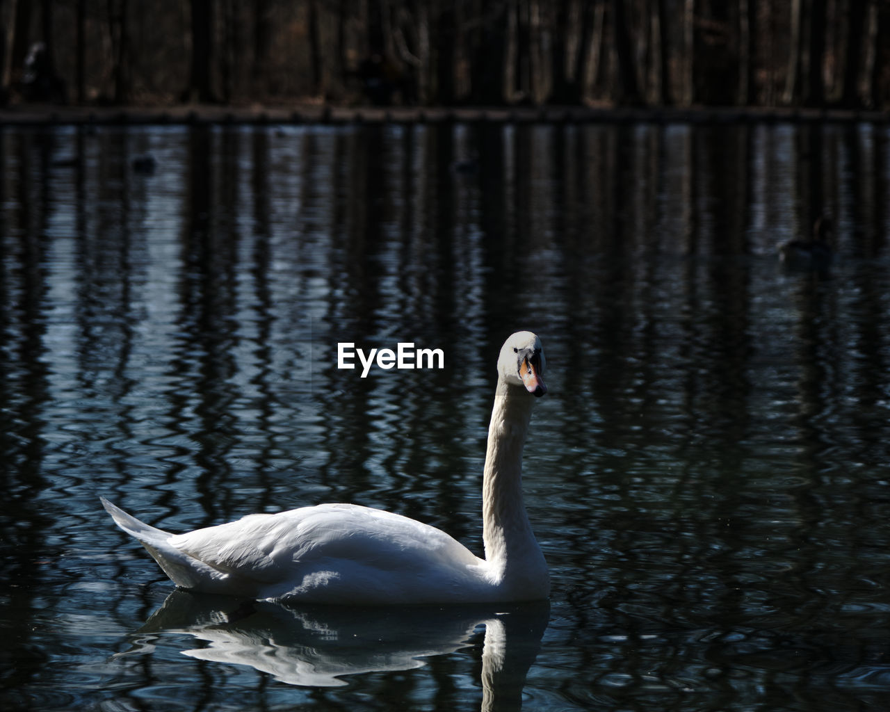 SWANS SWIMMING IN A LAKE