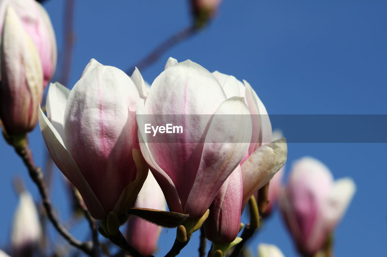 Close-up of fresh pink flowers blooming against clear sky