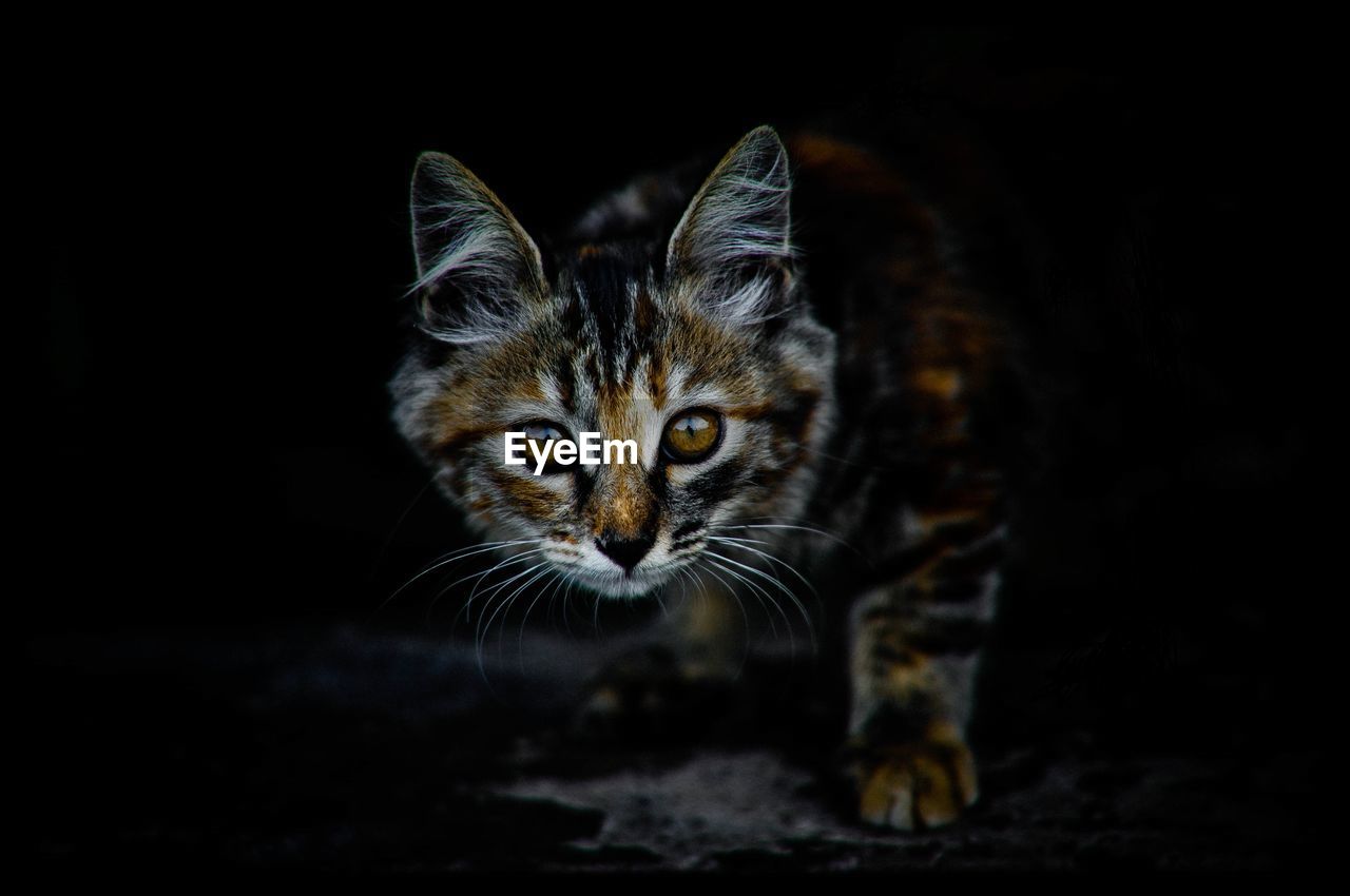 Close-up portrait of tabby cat against black background