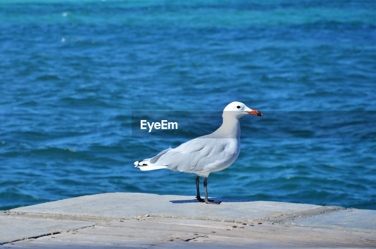 Seagull perching on a sea