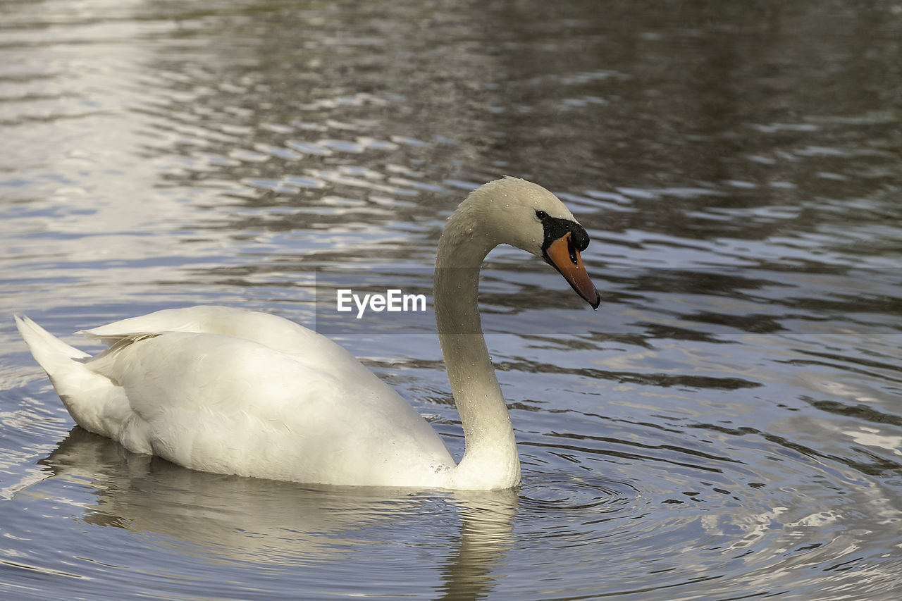 Swan swimming in lake