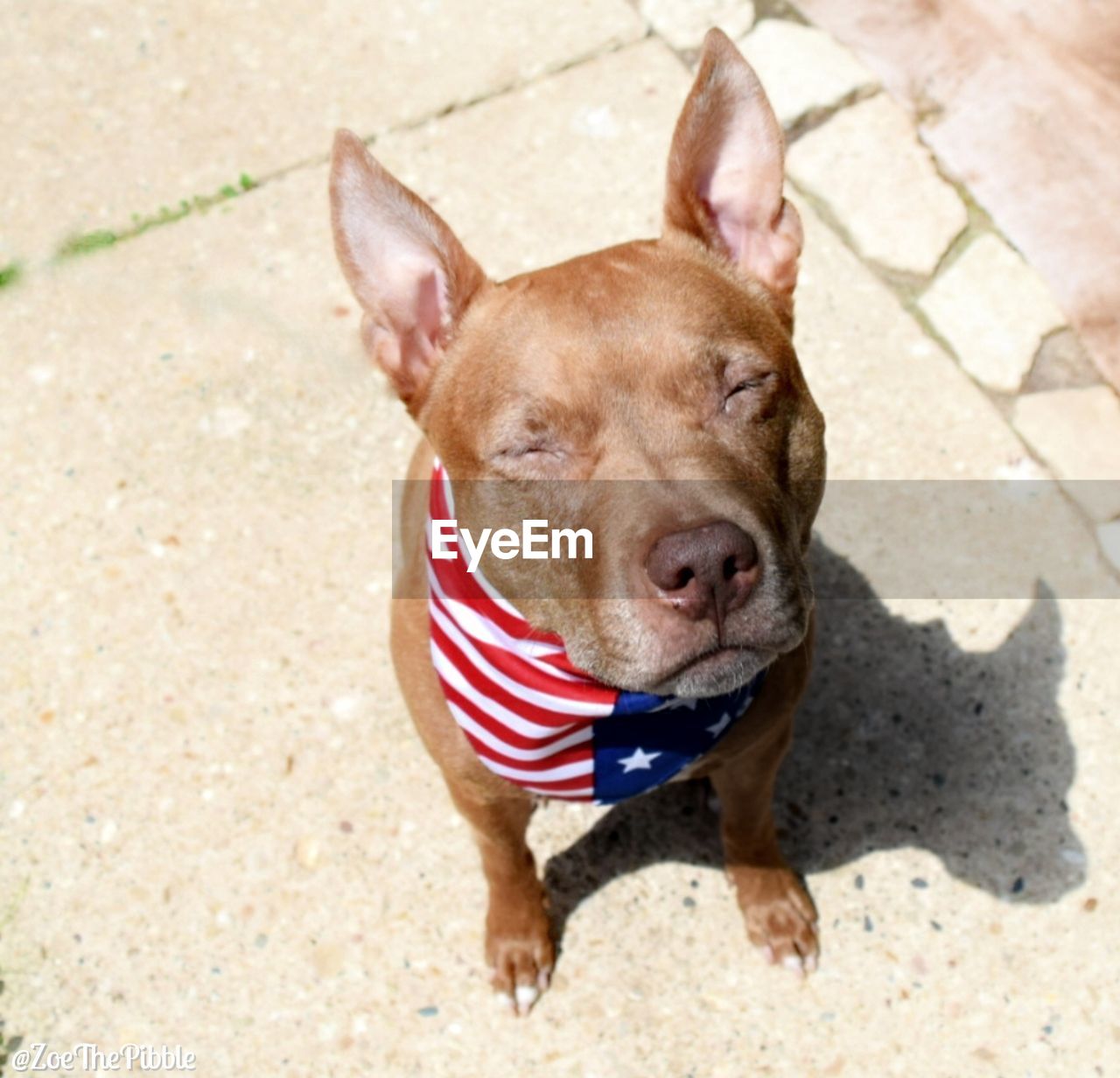 High angle portrait of dog