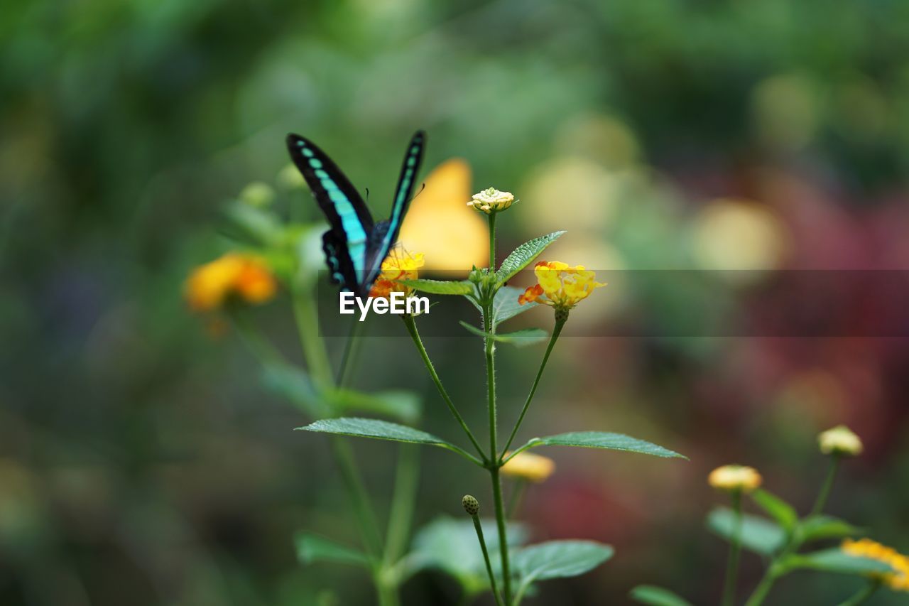 CLOSE-UP OF BUTTERFLY POLLINATING ON FLOWER