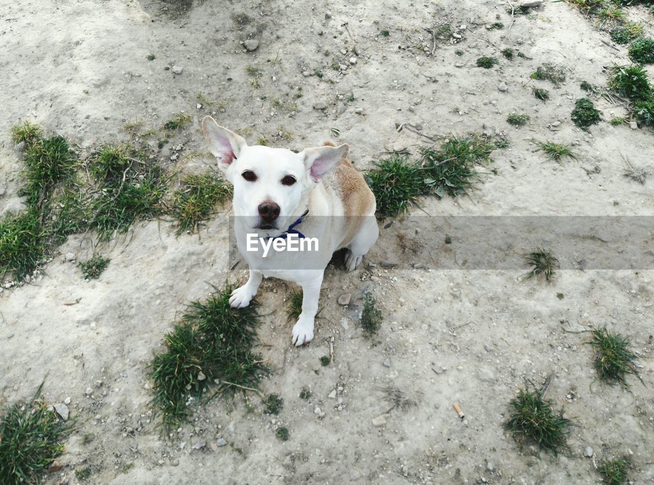 Portrait of dog on field