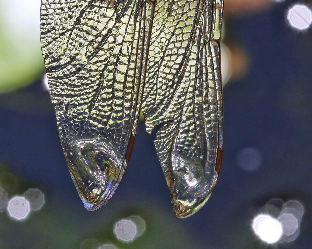 Close-up of dragonfly wings