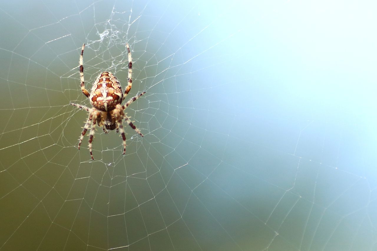 CLOSE-UP OF SPIDER AND WEB