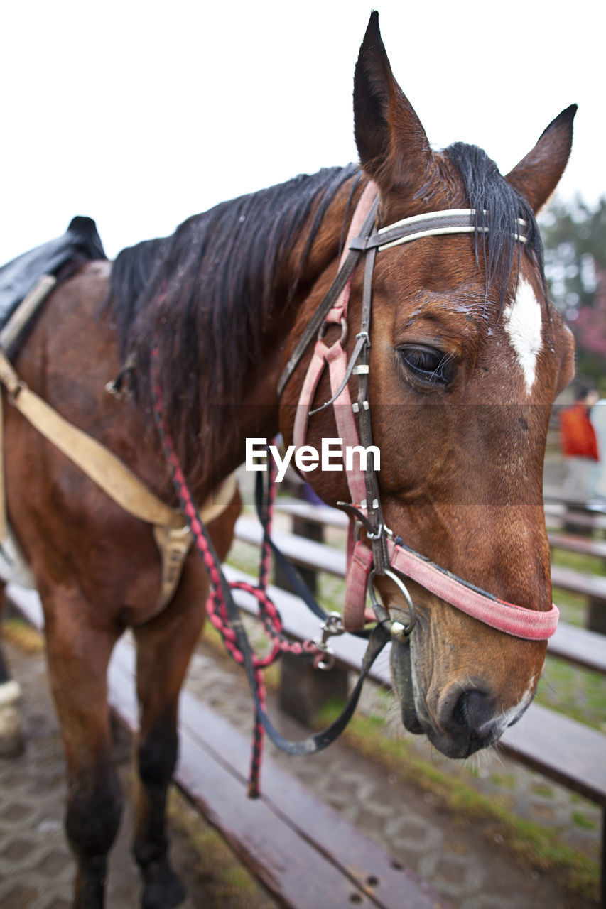 Close-up of horse standing outdoors