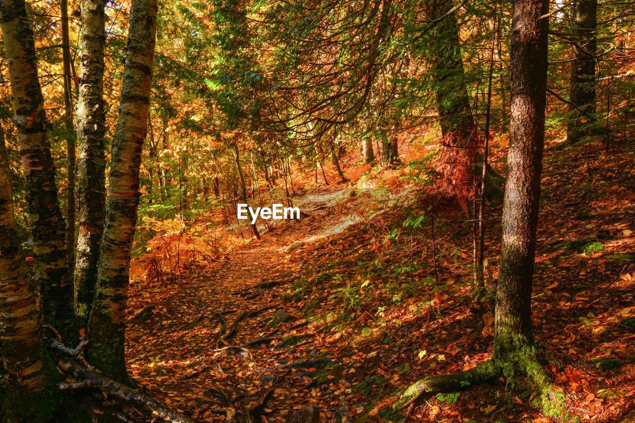 Trees in forest during autumn