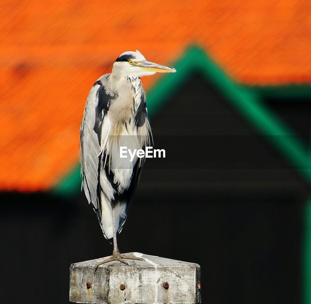 Close-up of bird perching outdoors