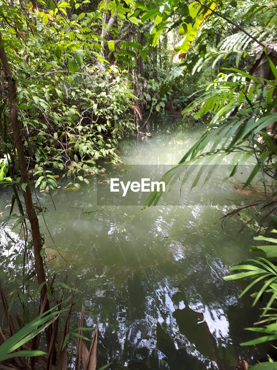 SCENIC VIEW OF FOREST