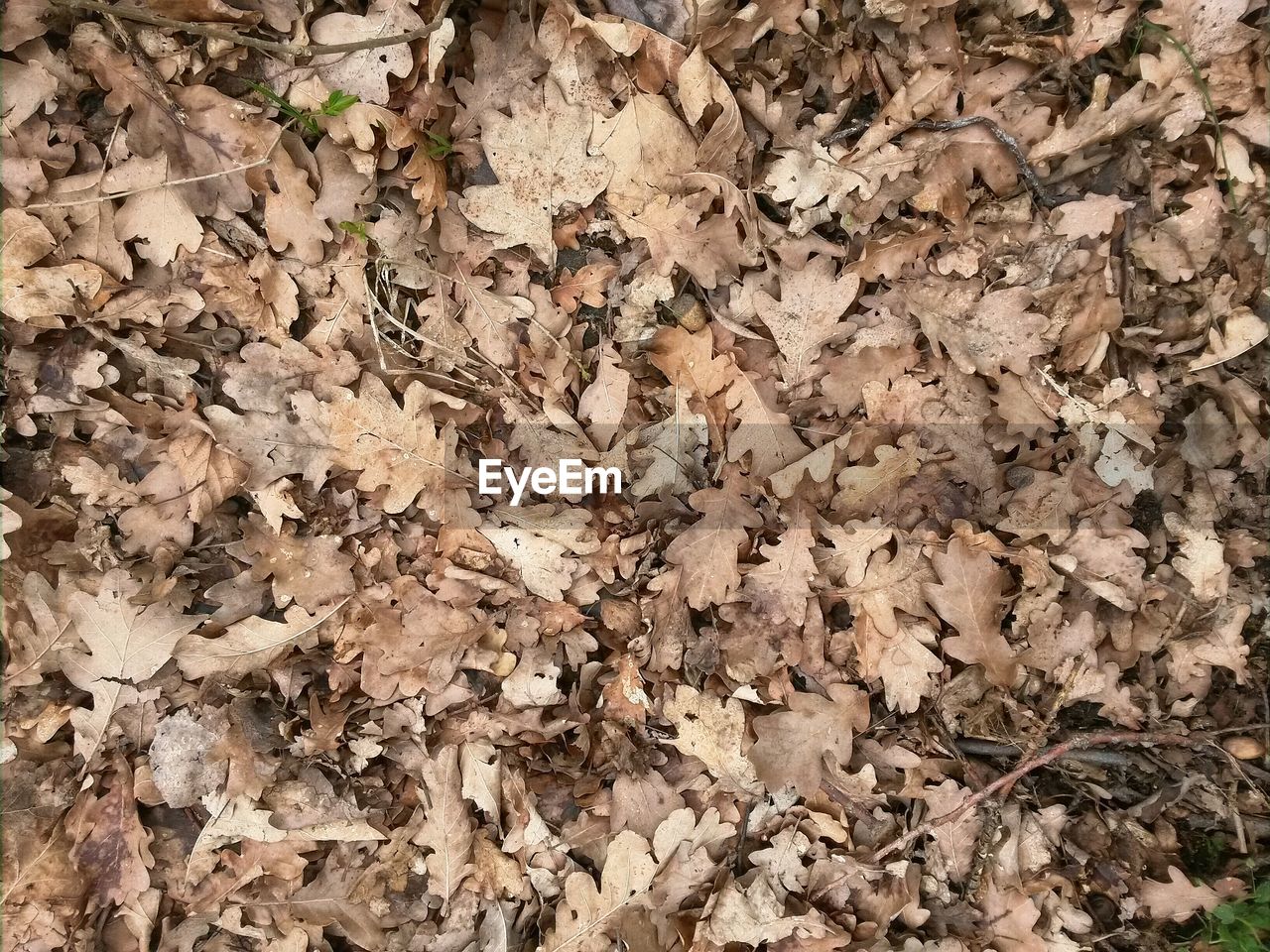 FULL FRAME SHOT OF LEAVES