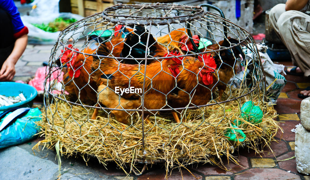 Close-up of chickens in cage at market