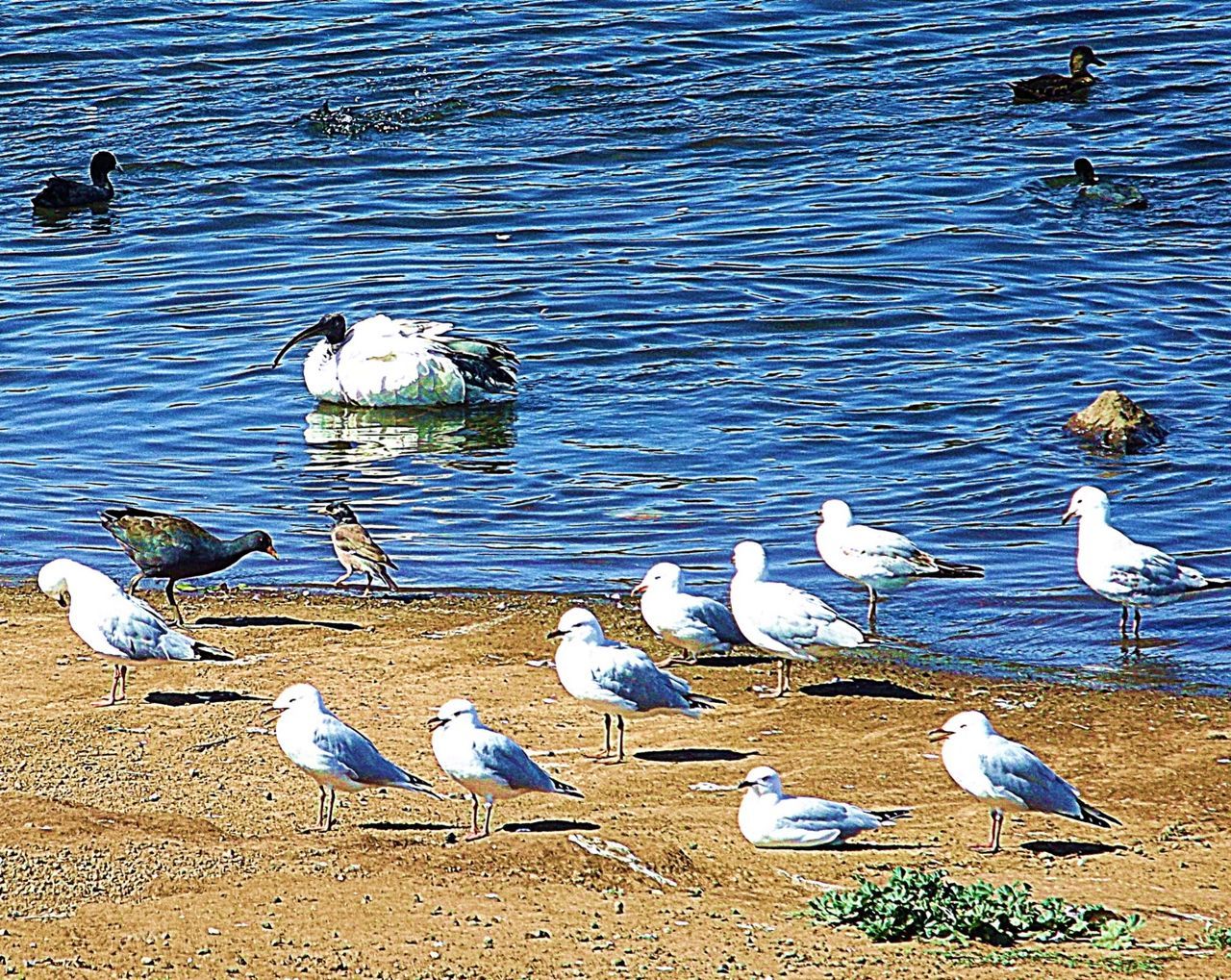 CLOSE-UP OF BIRDS IN WATER