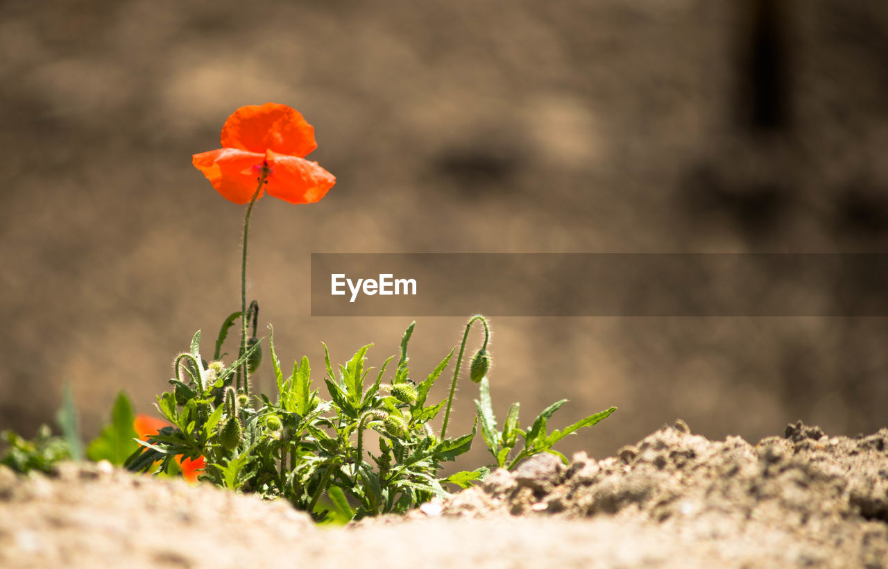 Close-up of poppy blooming outdoors