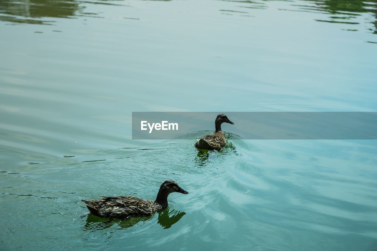 High angle view of ducks swimming on lake