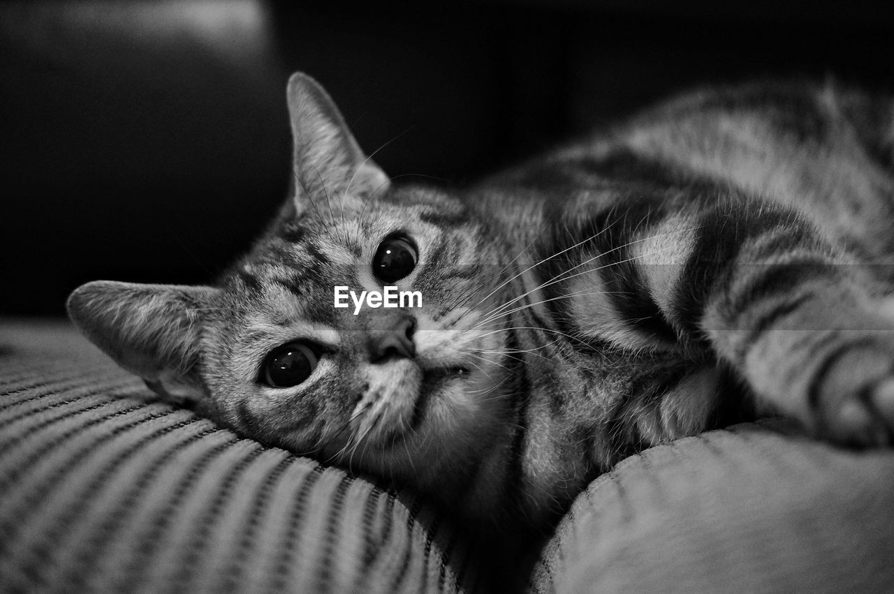 Close-up portrait of cat lying down