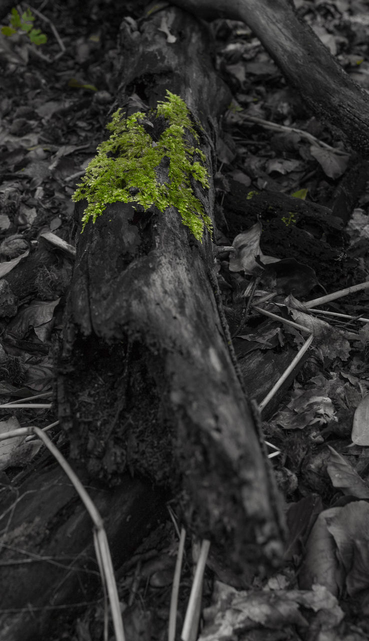 CLOSE-UP OF TREE ROOTS