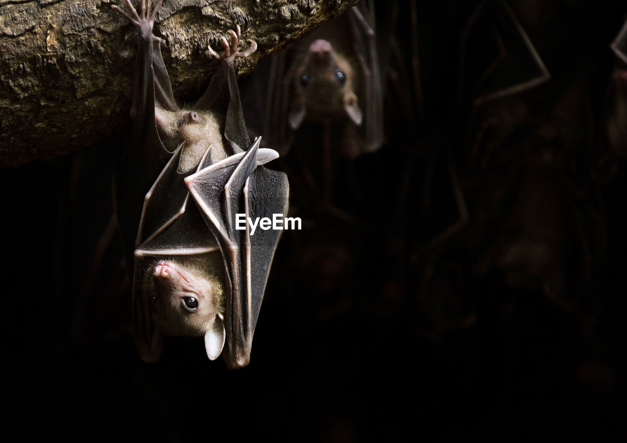 Bats hanging on branch