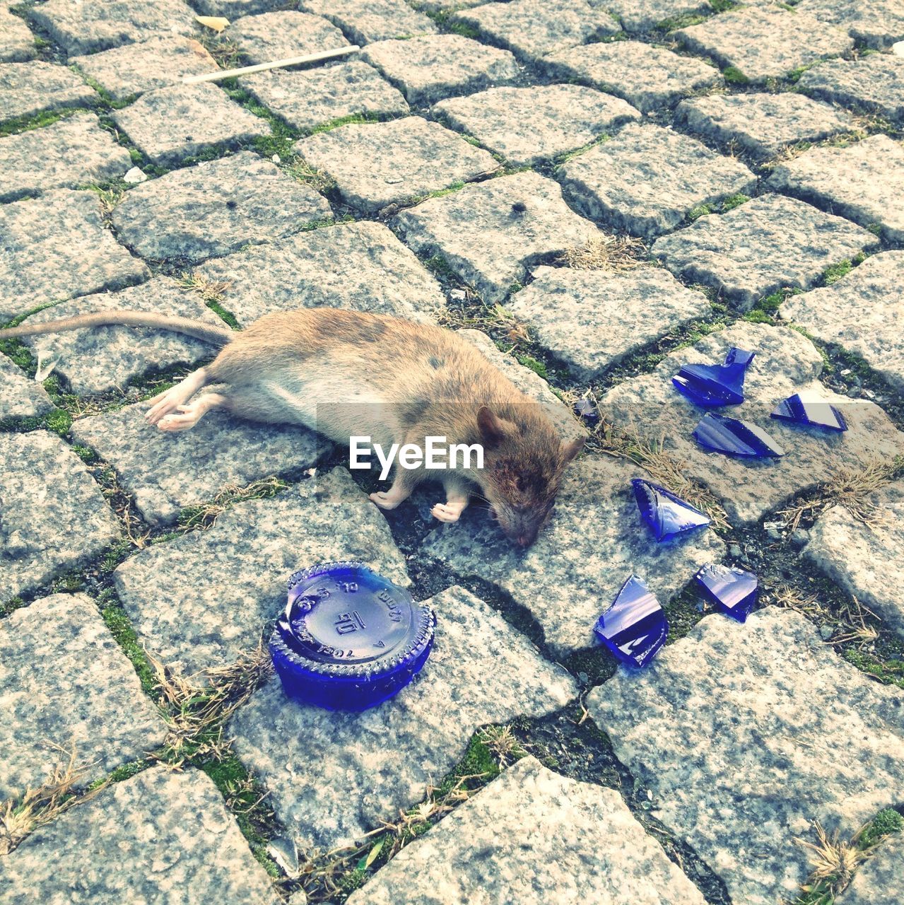 High angle view of dead rat and broken bottle on footpath