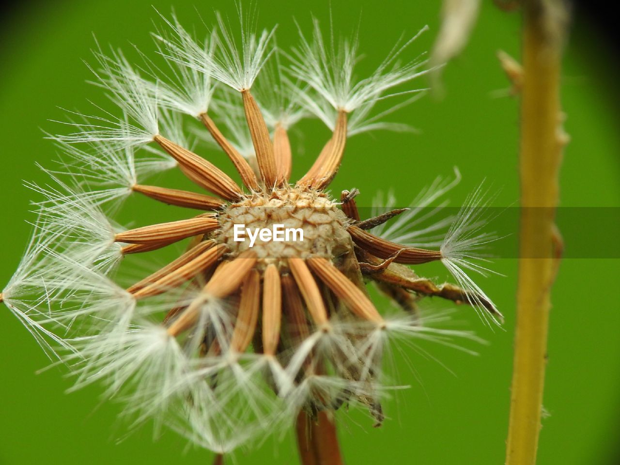 CLOSE-UP OF WILTED FLOWER