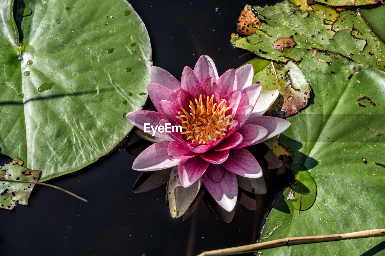 flower, leaf, flowering plant, plant part, water lily, plant, beauty in nature, freshness, nature, water, pond, petal, flower head, aquatic plant, fragility, inflorescence, growth, floating, floating on water, lotus water lily, pink, close-up, green, lily, high angle view, macro photography, pollen, no people, outdoors, day, botany, purple