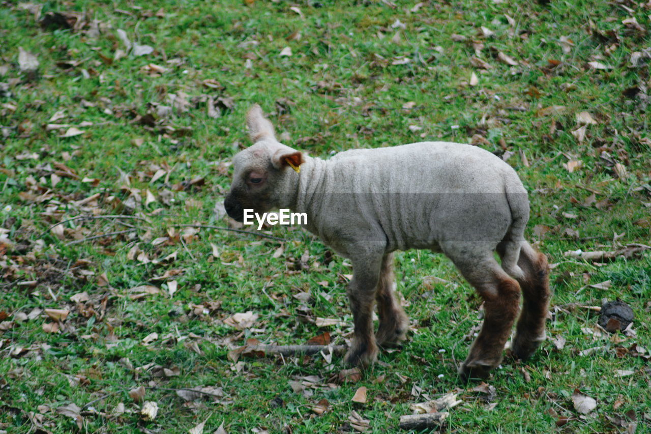 Lamb standing on field