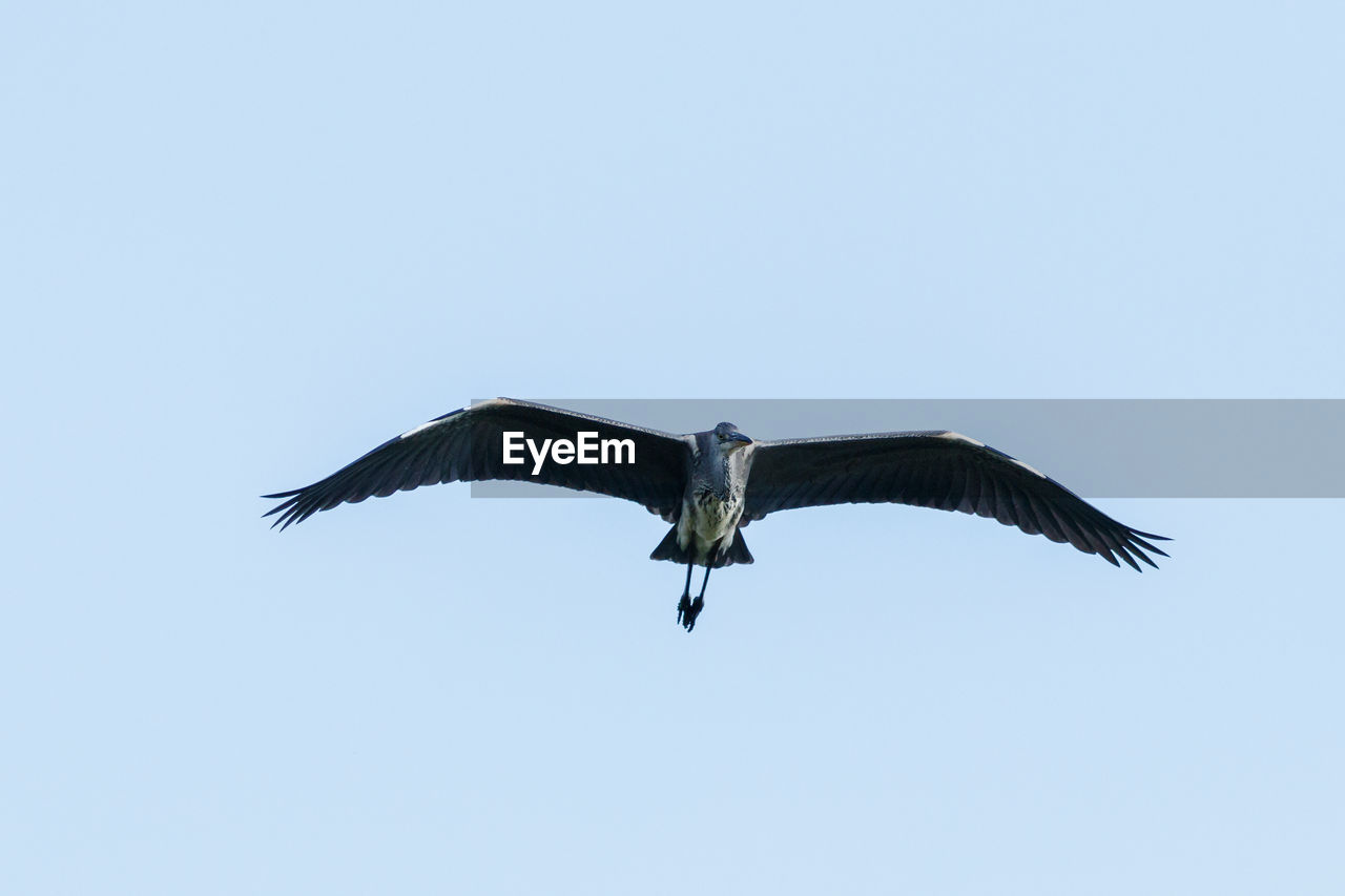 LOW ANGLE VIEW OF BIRD FLYING IN THE SKY