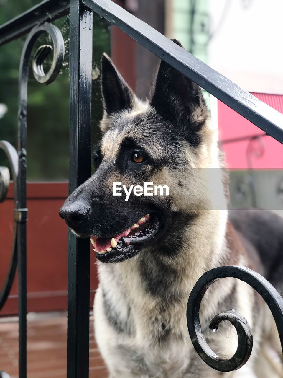 Close-up of a dog looking away