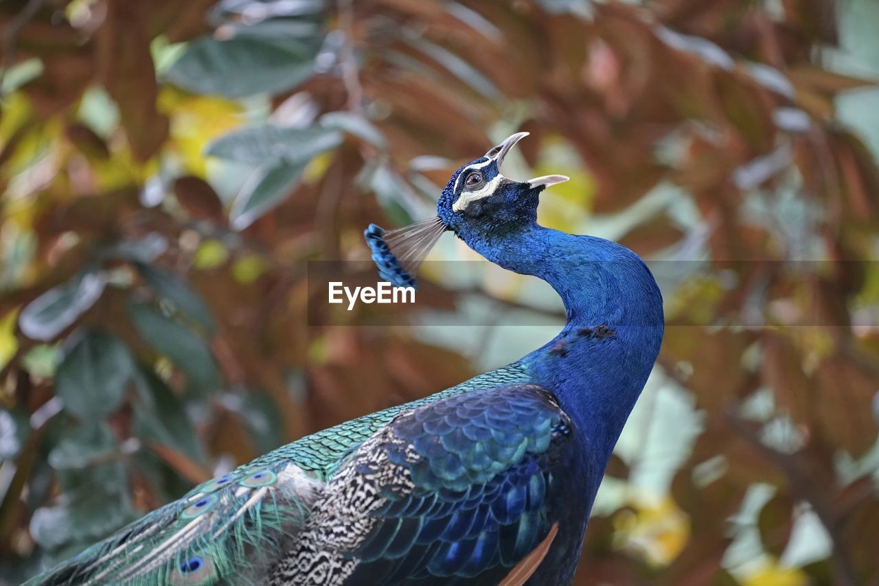 animal, animal themes, bird, animal wildlife, wildlife, one animal, peacock, nature, beak, blue, multi colored, beauty in nature, feather, no people, animal body part, outdoors, tree, forest