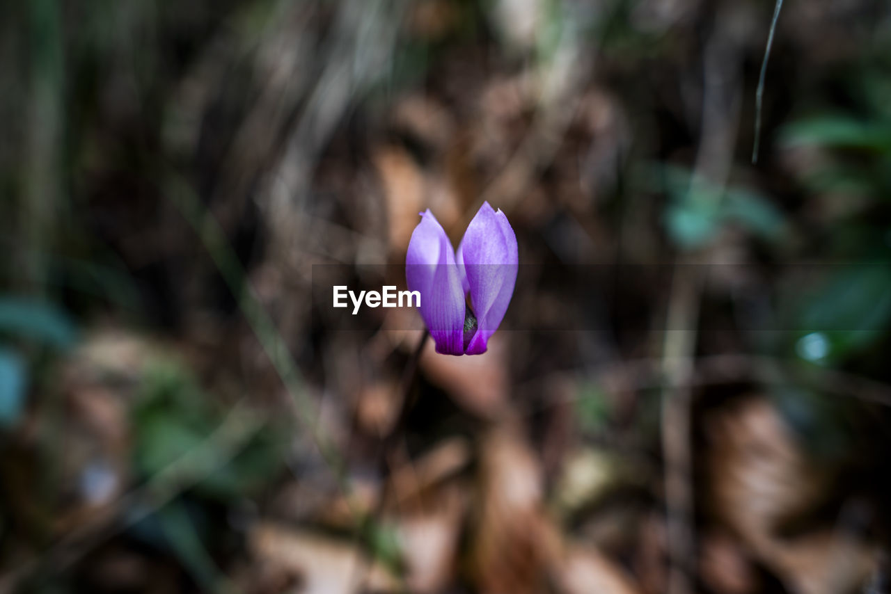 plant, flower, flowering plant, beauty in nature, freshness, growth, nature, fragility, close-up, purple, crocus, petal, flower head, inflorescence, focus on foreground, no people, land, springtime, botany, outdoors, iris, blossom, leaf, day, pink, plant part, selective focus