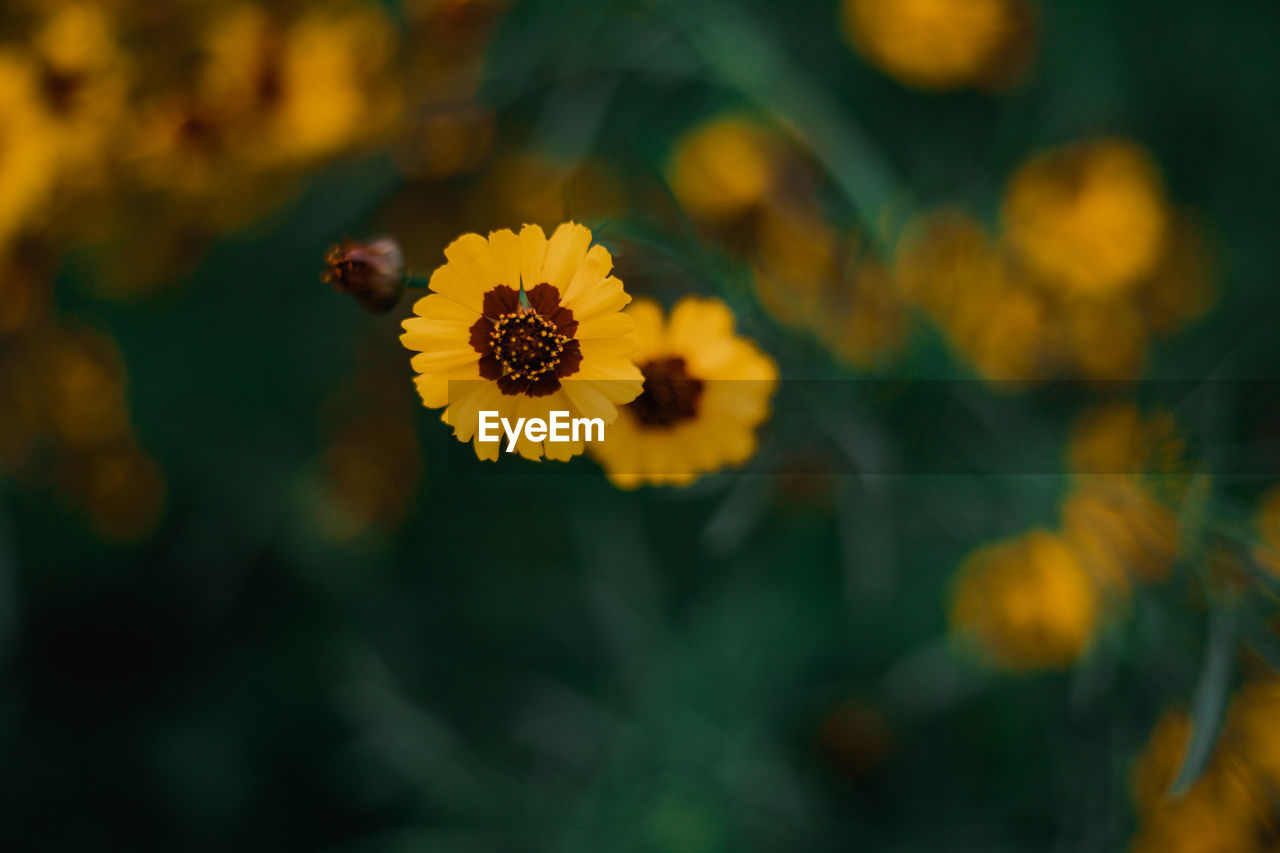 Close-up of yellow flowering plant