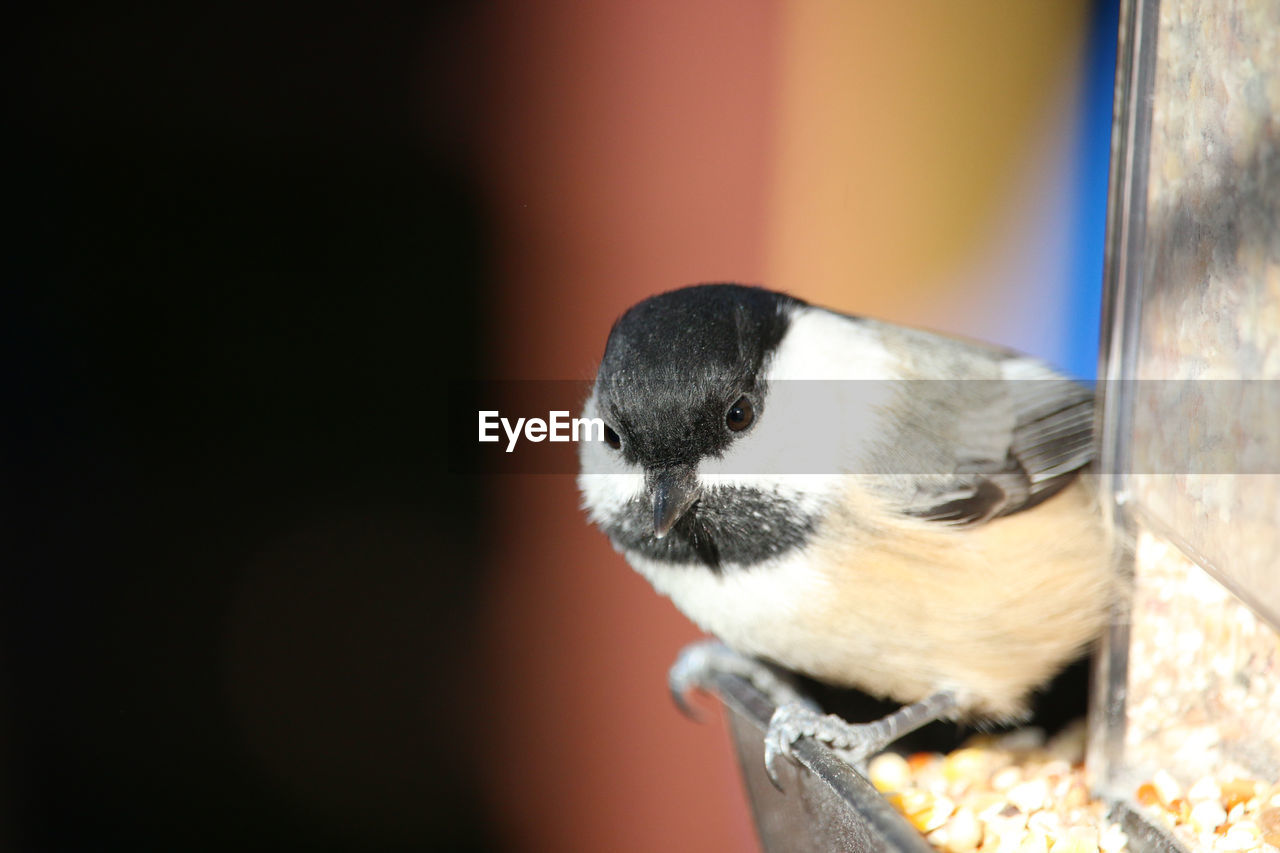 Close-up portrait of chickadee on feeder