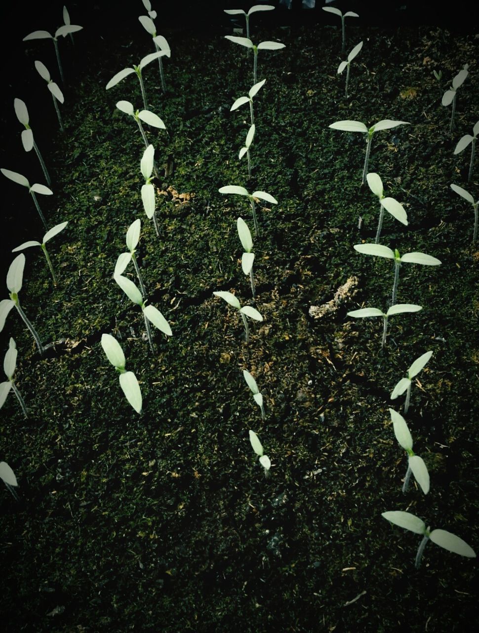 CLOSE UP OF WHITE LEAVES