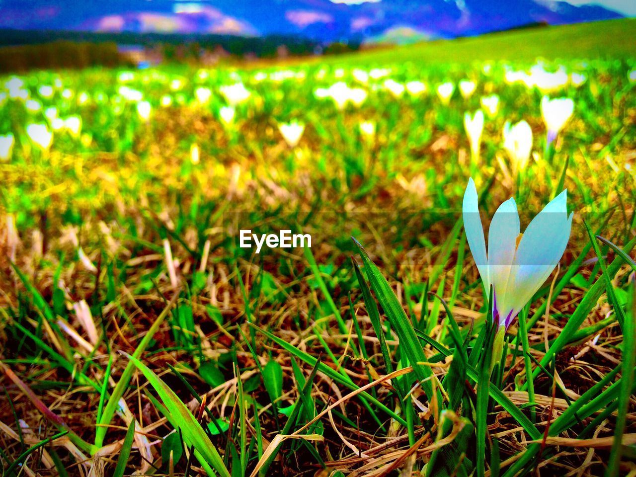 CLOSE-UP OF WHITE FLOWERS BLOOMING ON FIELD