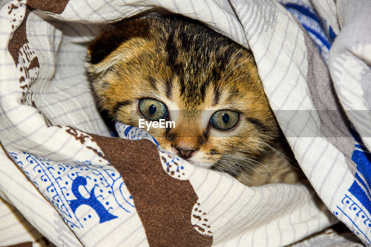 Portrait of cat hiding on bed