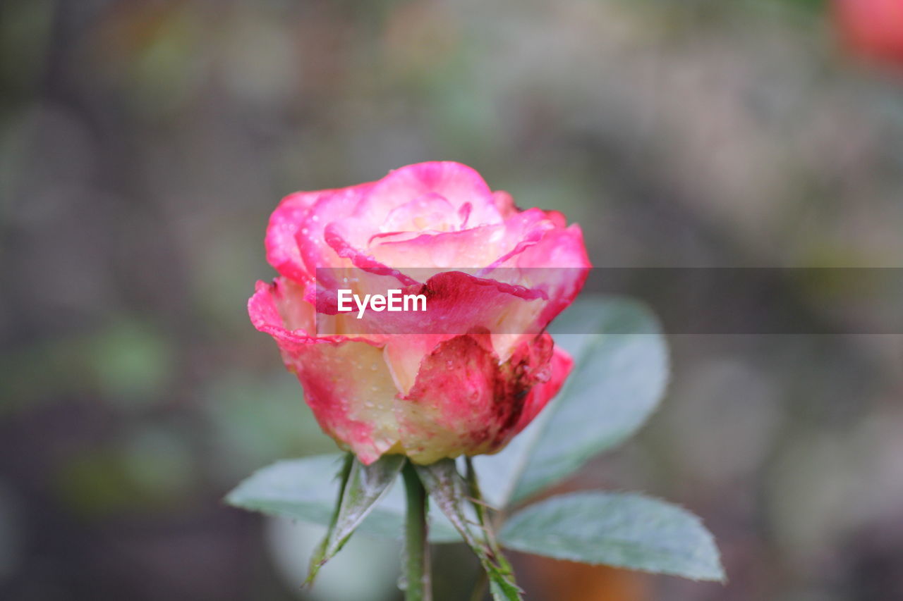 Close-up of pink rose