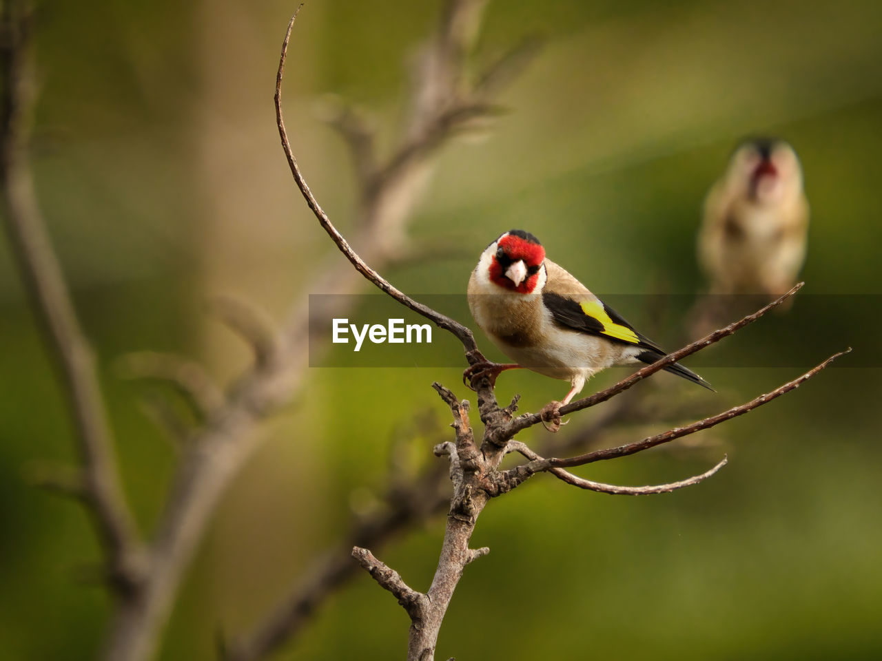 Close-up of eurasian golden finch couple perching on branch