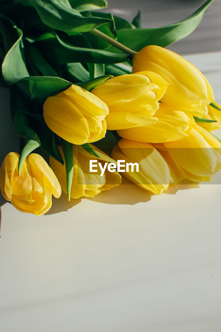 Bouquet of yellow tulip flowers on a white background in sunlight with copy space.