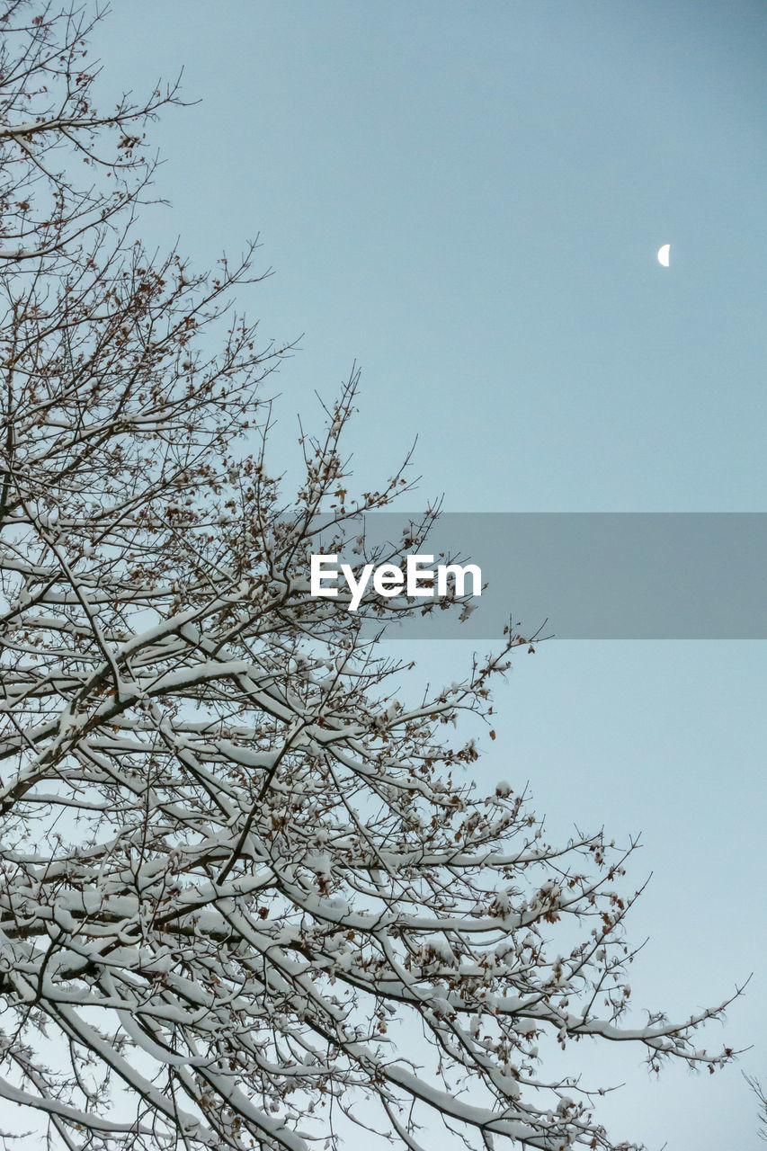 LOW ANGLE VIEW OF TREE AGAINST SKY